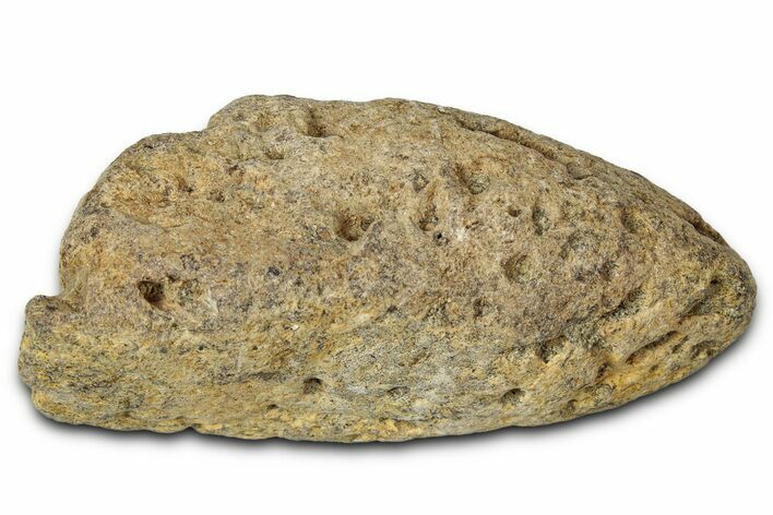 Dinosaur (Triceratops) Frill Shield Section - Montana #347992